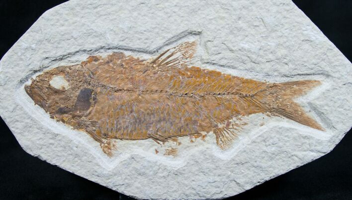 Knightia Fossil Fish - Wyoming #7590